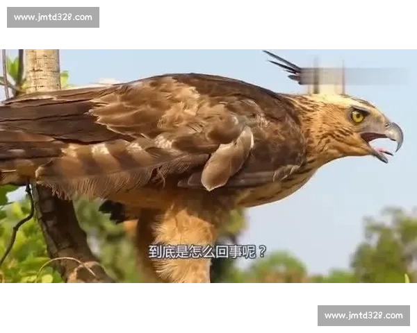 老外与老鹰空中接力送鱼，鱼：我是谁？